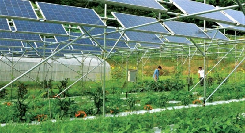 Agrivoltaico, che cos’è? E’ un futuro per l’agricoltura